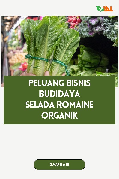 Peluang Bisnis Budidaya Selada Romaine Organik